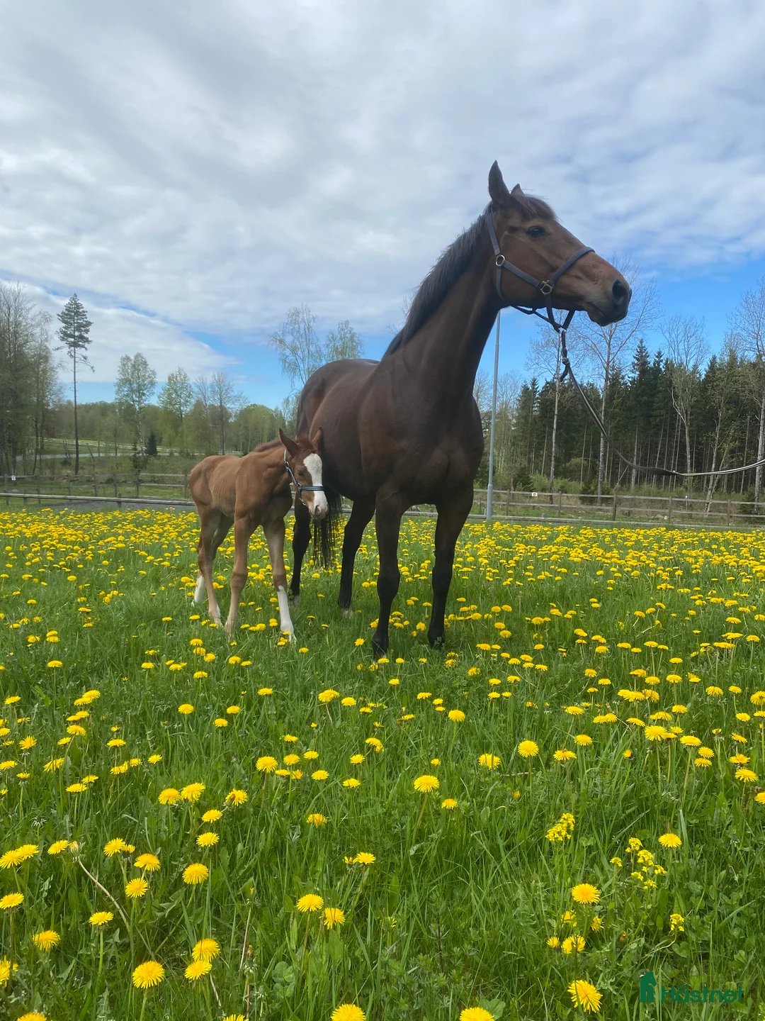 Avelshästar hästar till salu: Fullblodssto i Tenhult - Annons 3