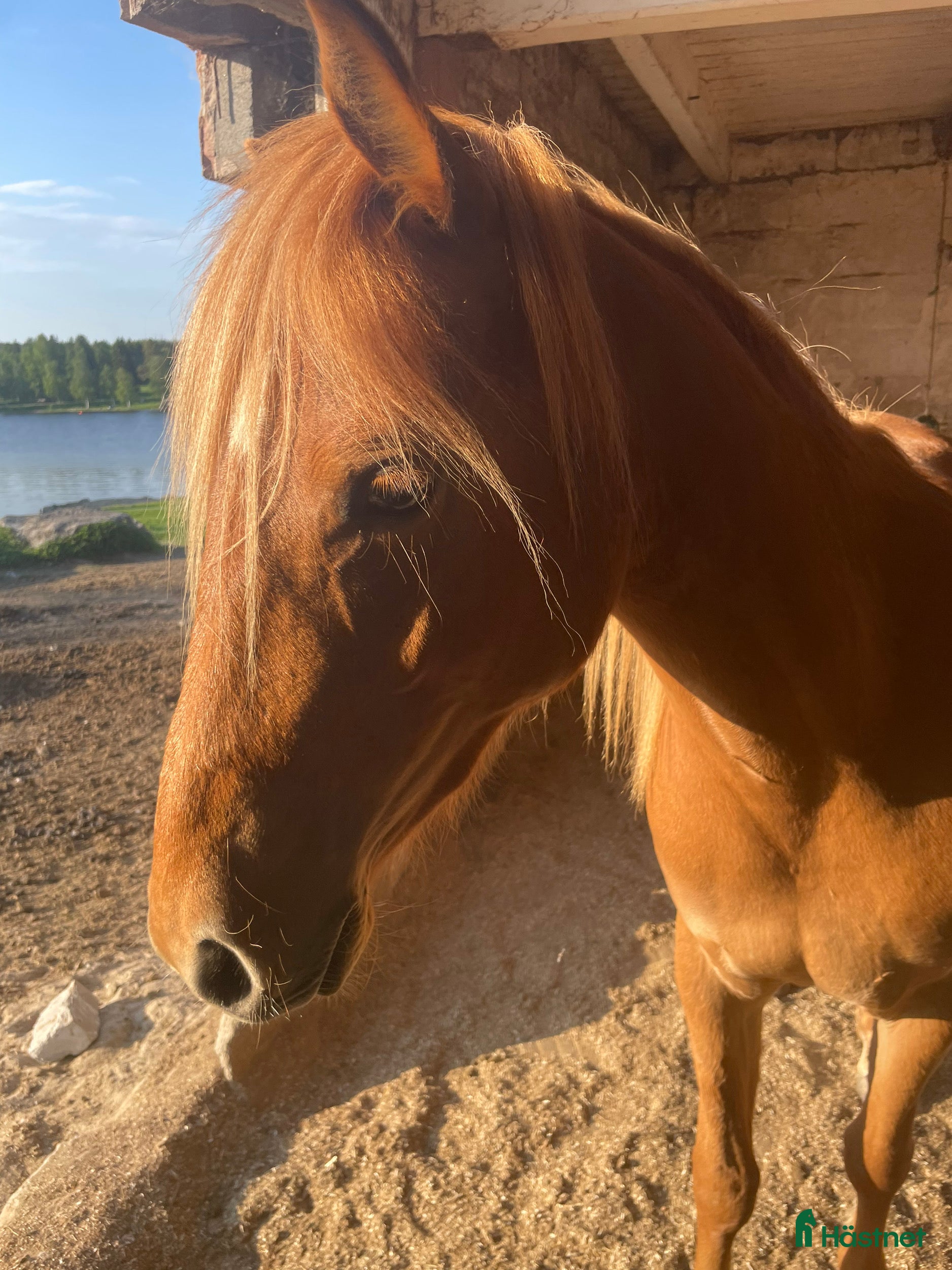  hästar Sockersöt C-ponny i Helgum - Annons 13