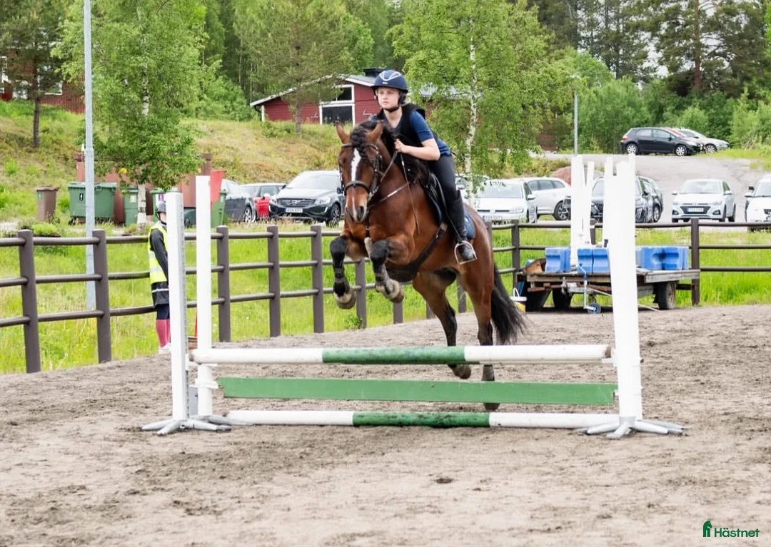 Allround hästar till salu: Världens bästa Lurex❤️ - Annons 2