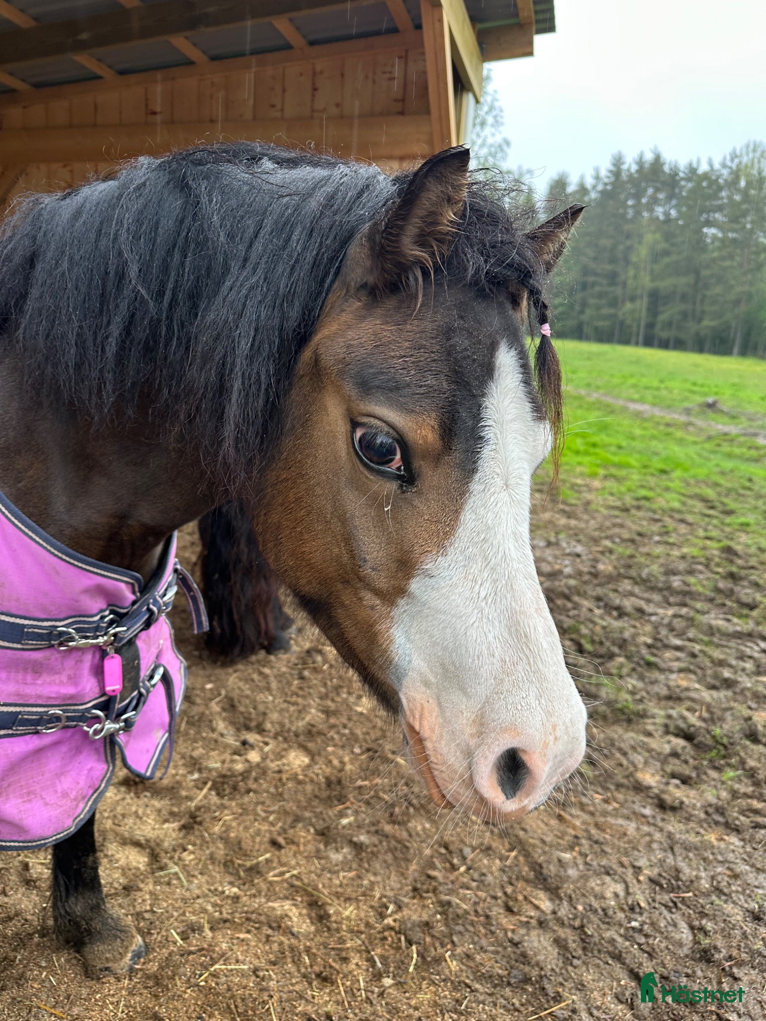  hästar Welsh mountain  - Annons 10