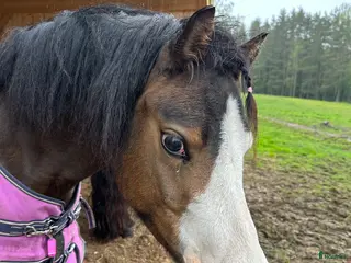 hästar Welsh mountain - Annons 9