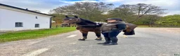 Hoppning hästar till salu: Mycket välutbilda och ridbar hopp ponny - Annons 5