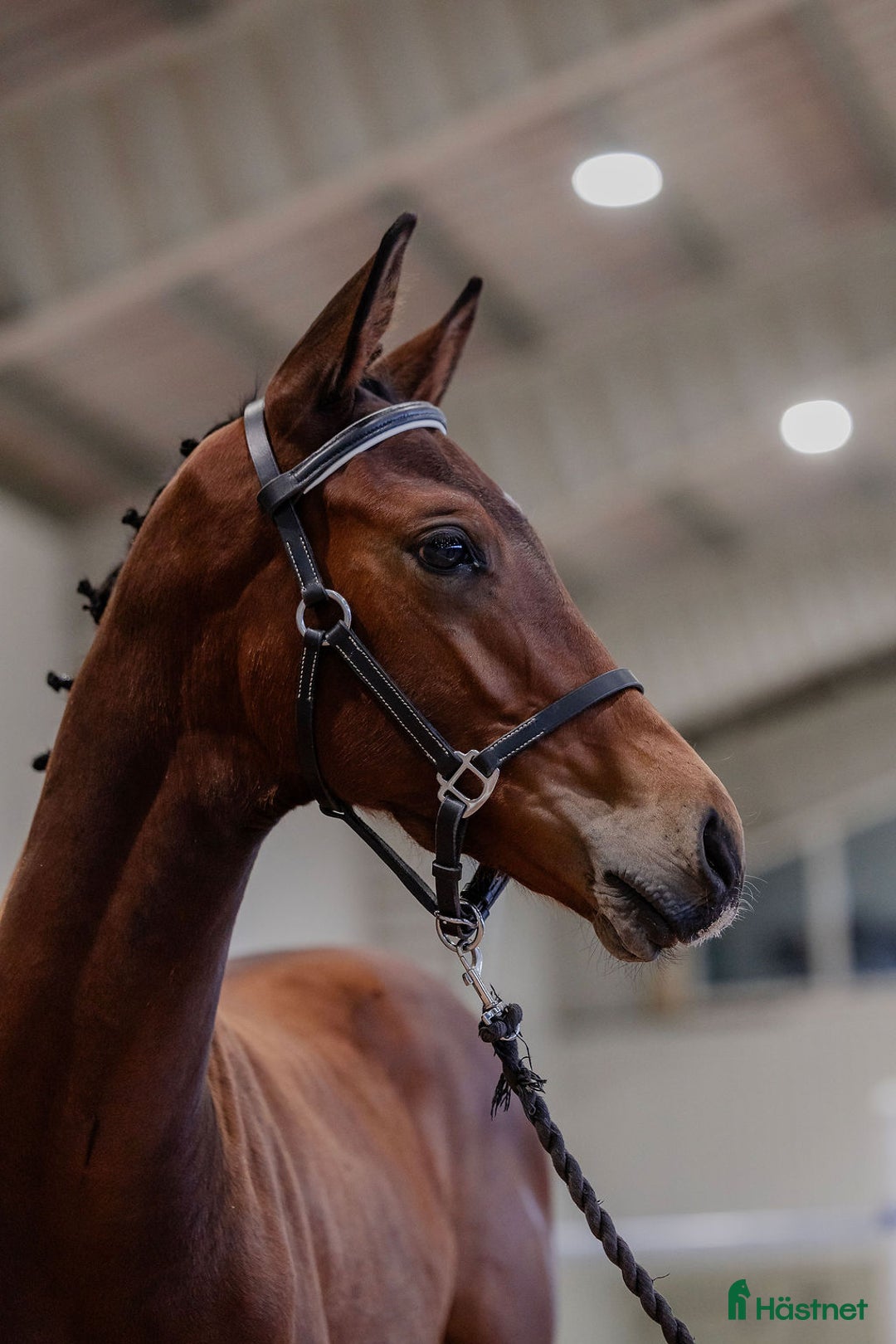 Dressyr hästar till salu: Ädel hingst e: Devin Franco GJ 🌟 i Torsö - Annons 7