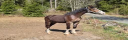 Allround hästar till salu: Welsh cob att forma för framtiden - Annons 3