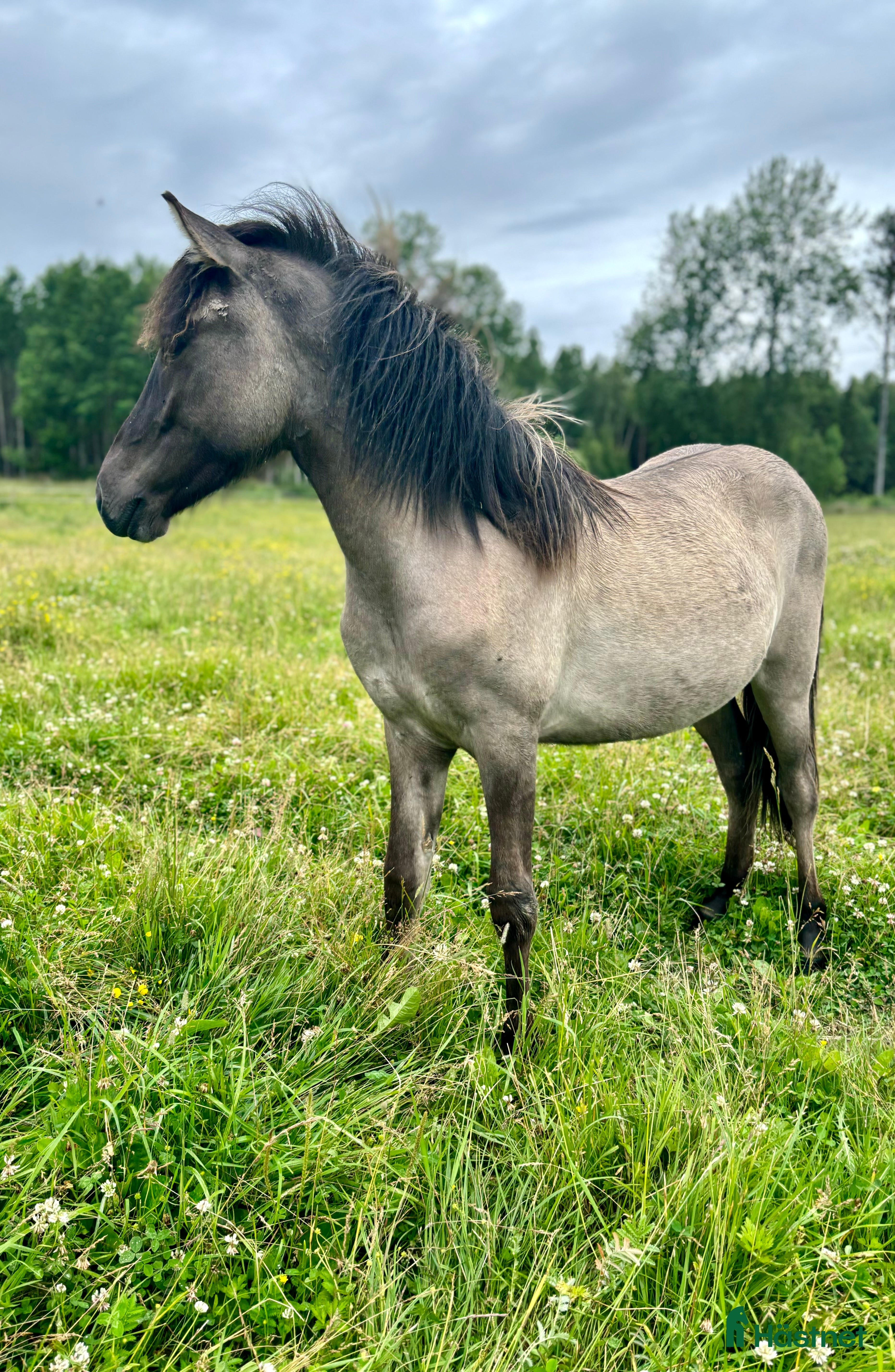  hästar Ungston med talang!  - Annons 23