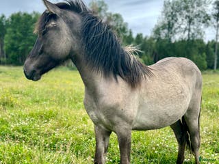 hästar Ungston med talang! - Annons 23