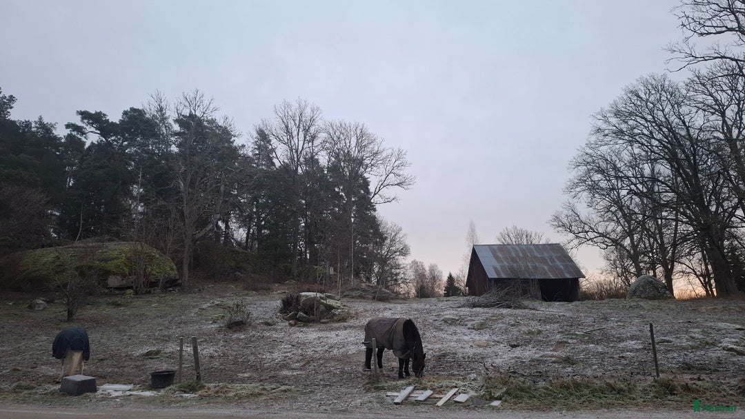  stallplats finnes: Lösdrift där hästar får vara hästar. i Tjällmo - Annons 3