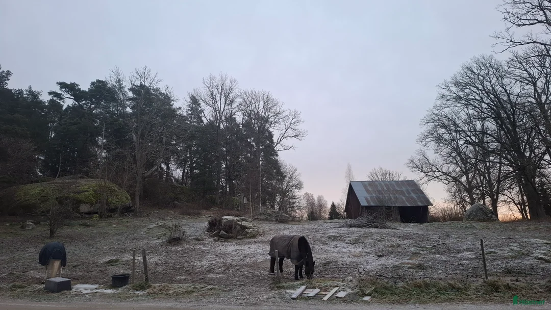  stallplats finnes: Lösdrift där hästar får vara hästar. i Tjällmo - Annons 3
