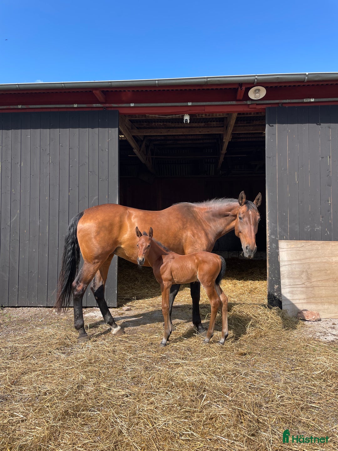 Hoppning hästar till salu: Stoföl e. Cosmos Hästak ue. Heartbeat  i Mörbylånga - Annons 1