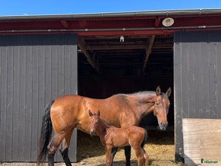 hästar Stoföl e. Cosmos Hästak ue. Heartbeat i Mörbylånga - Annons 14