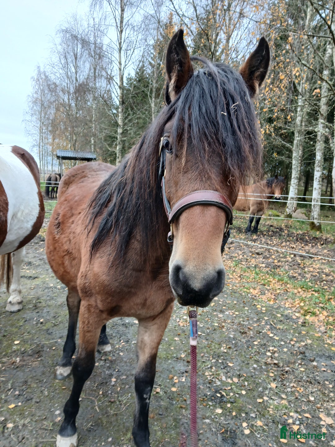 Allround hästar till salu: Kigermustang i Vedum - Bild 5