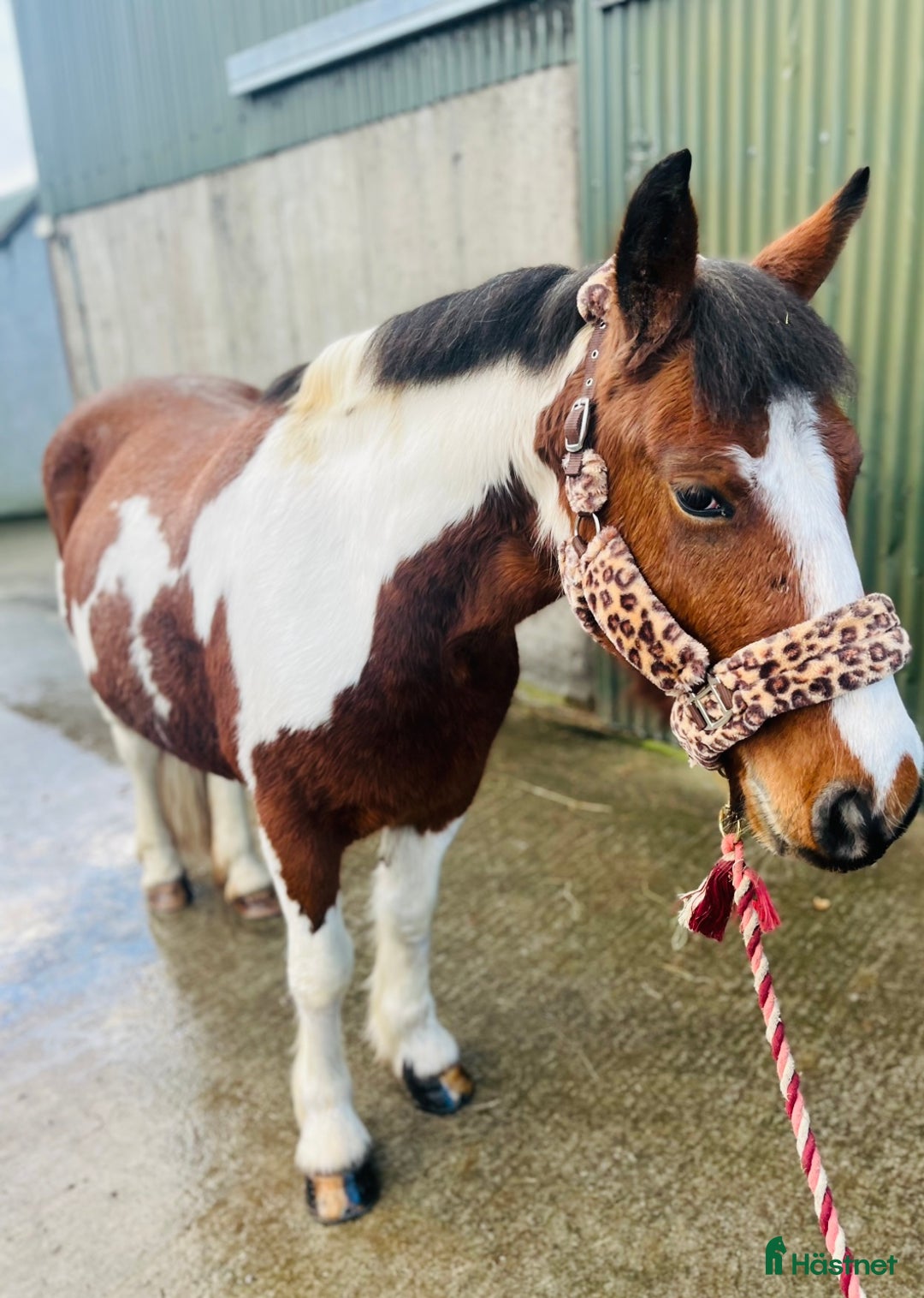 Allround hästar till salu: Allrounder ponies i Ljungby - Annons 3