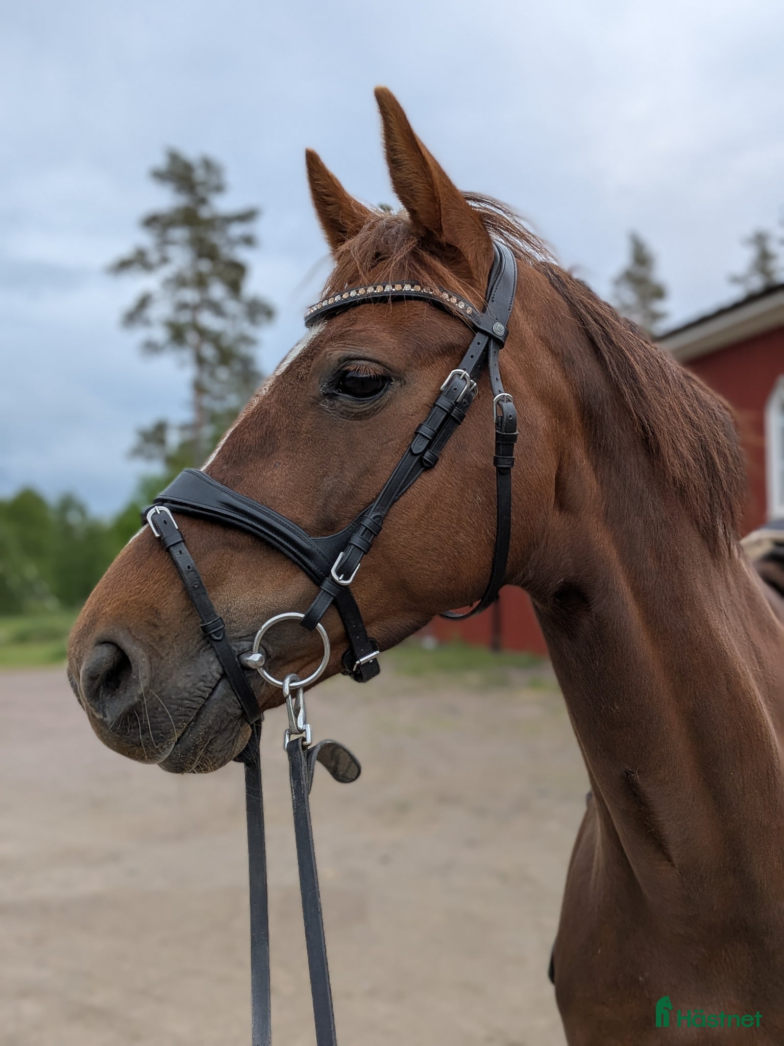  hästar Fantastiskt sto🌟 - Annons 6