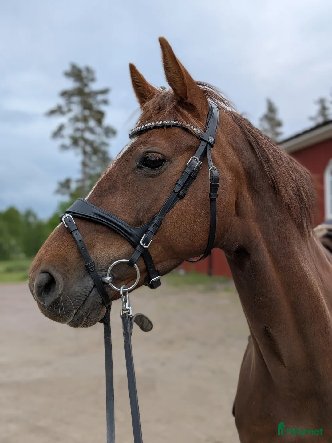 Allround hästar till salu: Fantastiskt sto🌟 - Annons 1