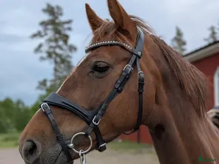 hästar Fantastiskt sto🌟 - Annons 6