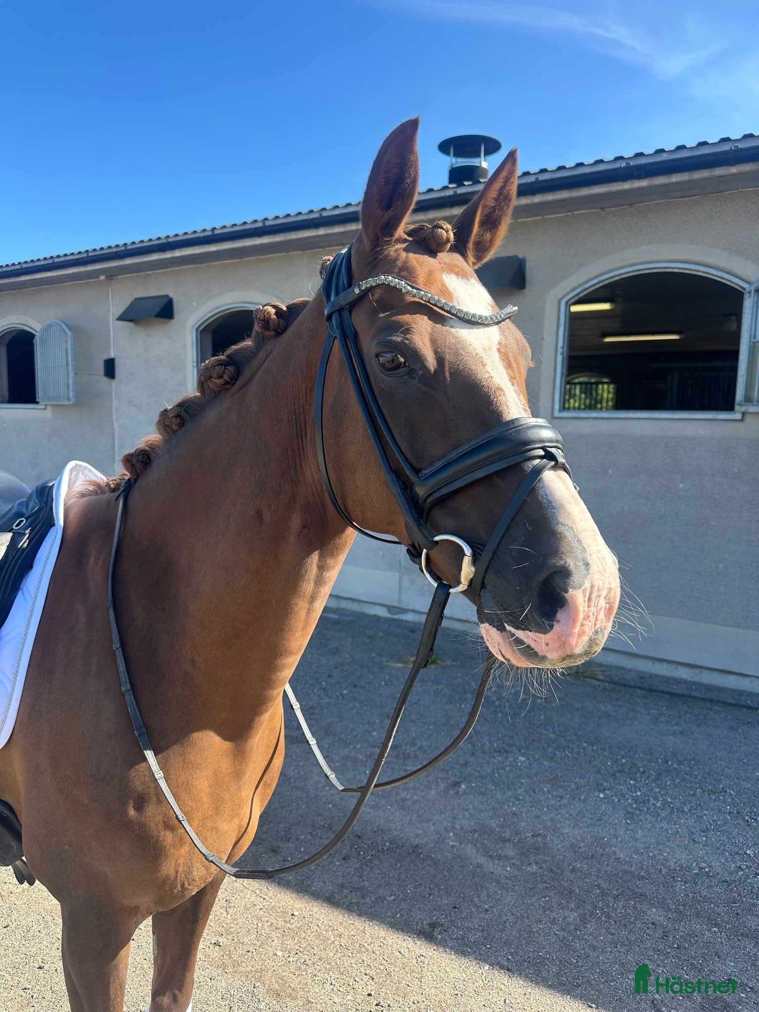  hästar FEI ponny till salu - Annons 5