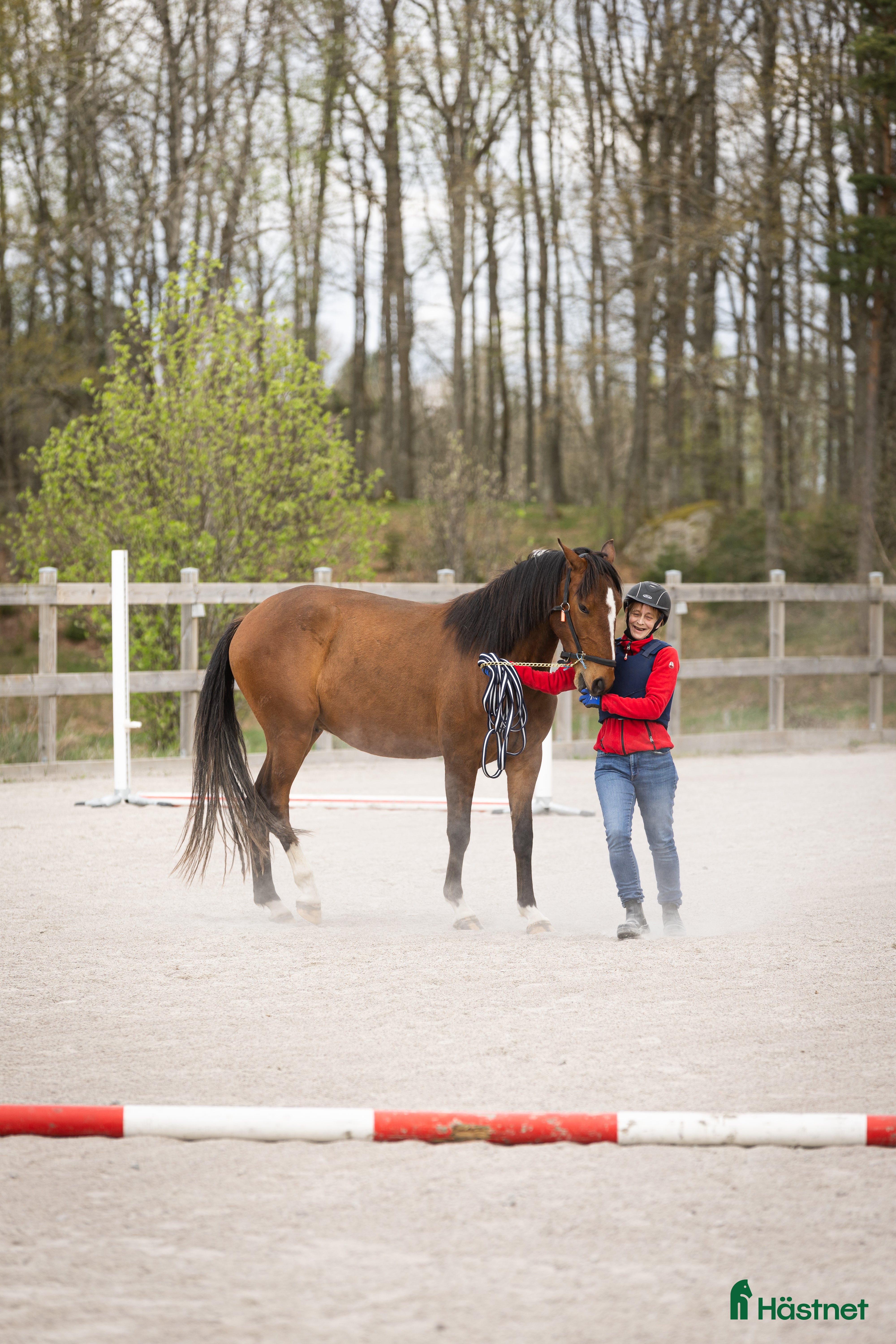 hästar Riktig charmör som älskar livet. i Hässleholm - Annons 18