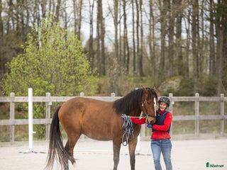 hästar Riktig charmör som älskar livet. i Hässleholm - Annons 4