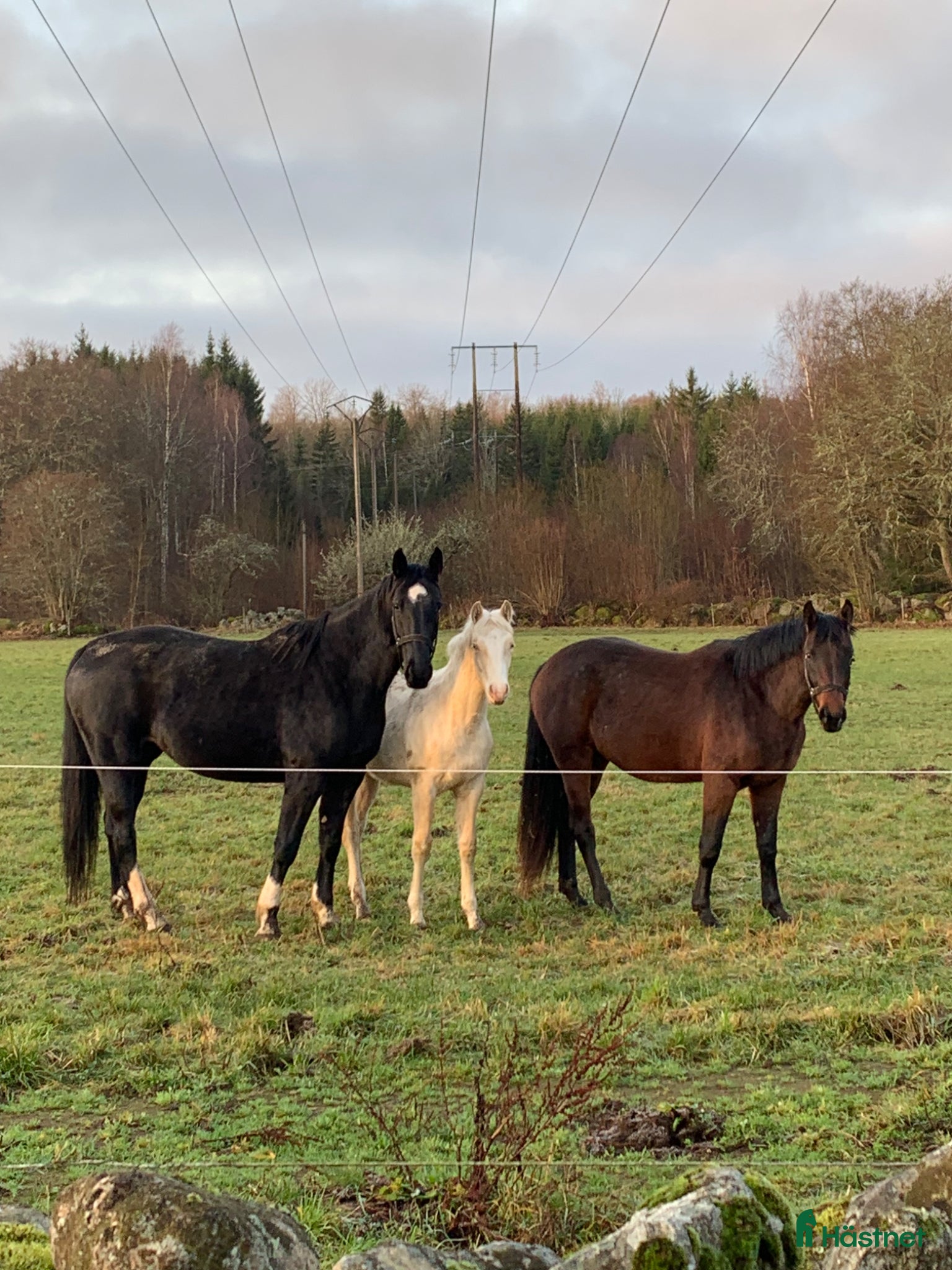  hästar Snygg avelsmärr! - Annons 18