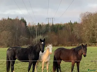 hästar Snygg avelsmärr! - Annons 18