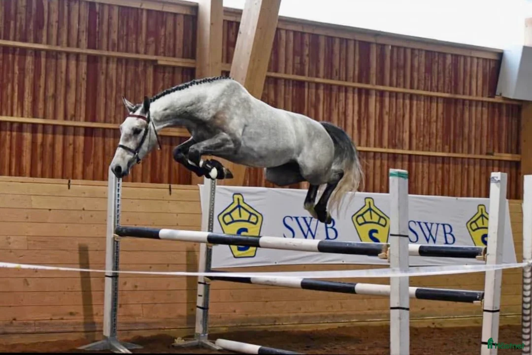 Allround hästar till salu: Snygg valack! i Trollhättan - Annons 2