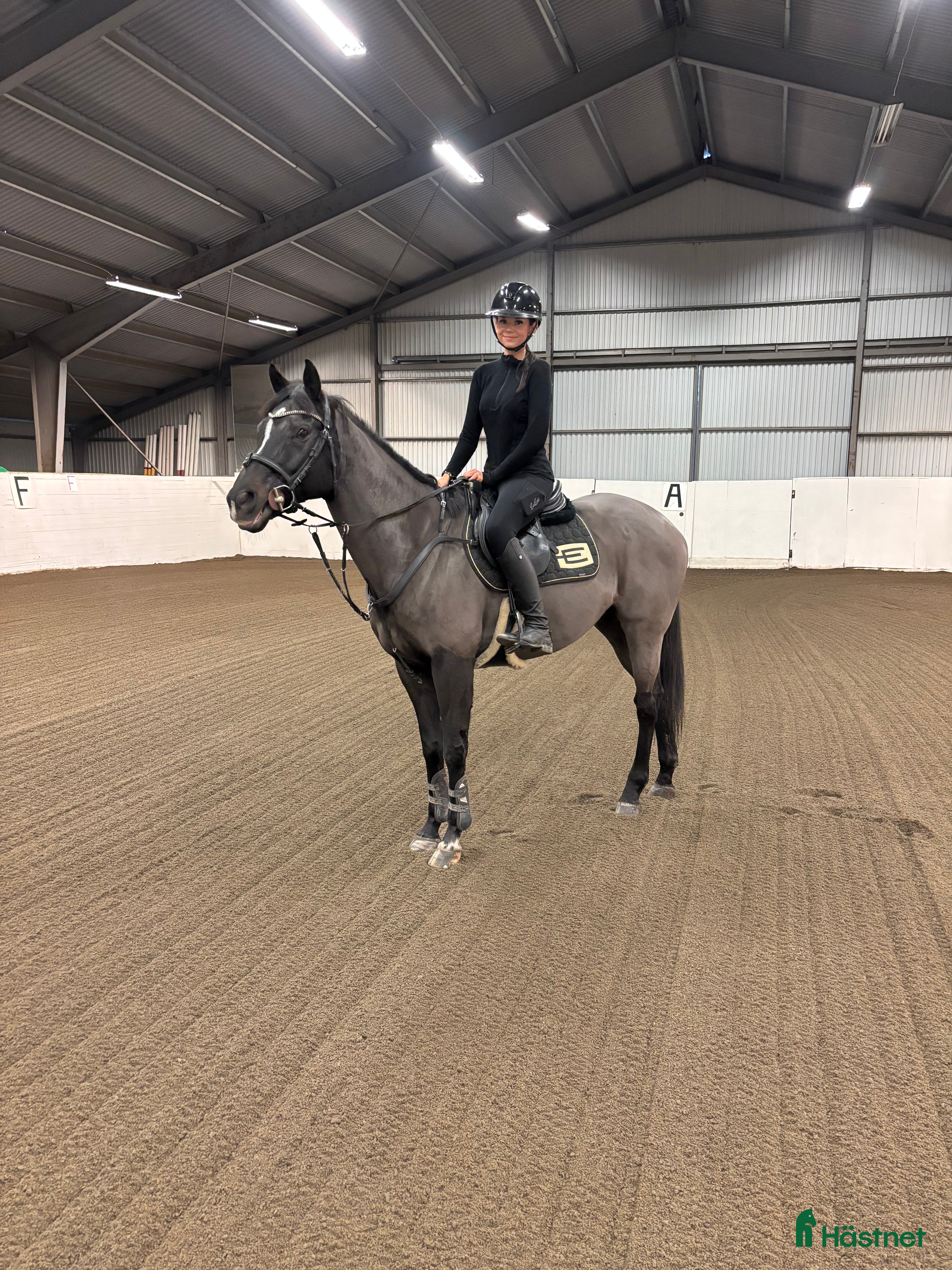  hästar Sportig hopphäst - Annons 1