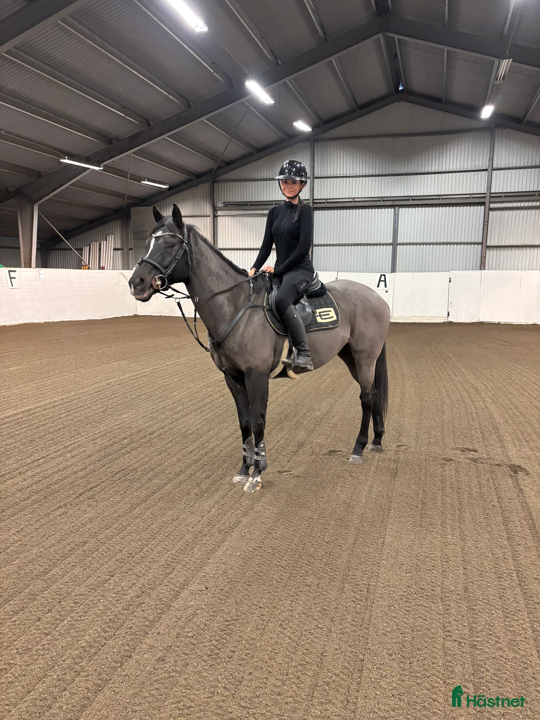 Allround hästar till salu: Sportig hopphäst - Annons 1