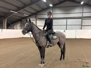 hästar Sportig hopphäst - Annons 1