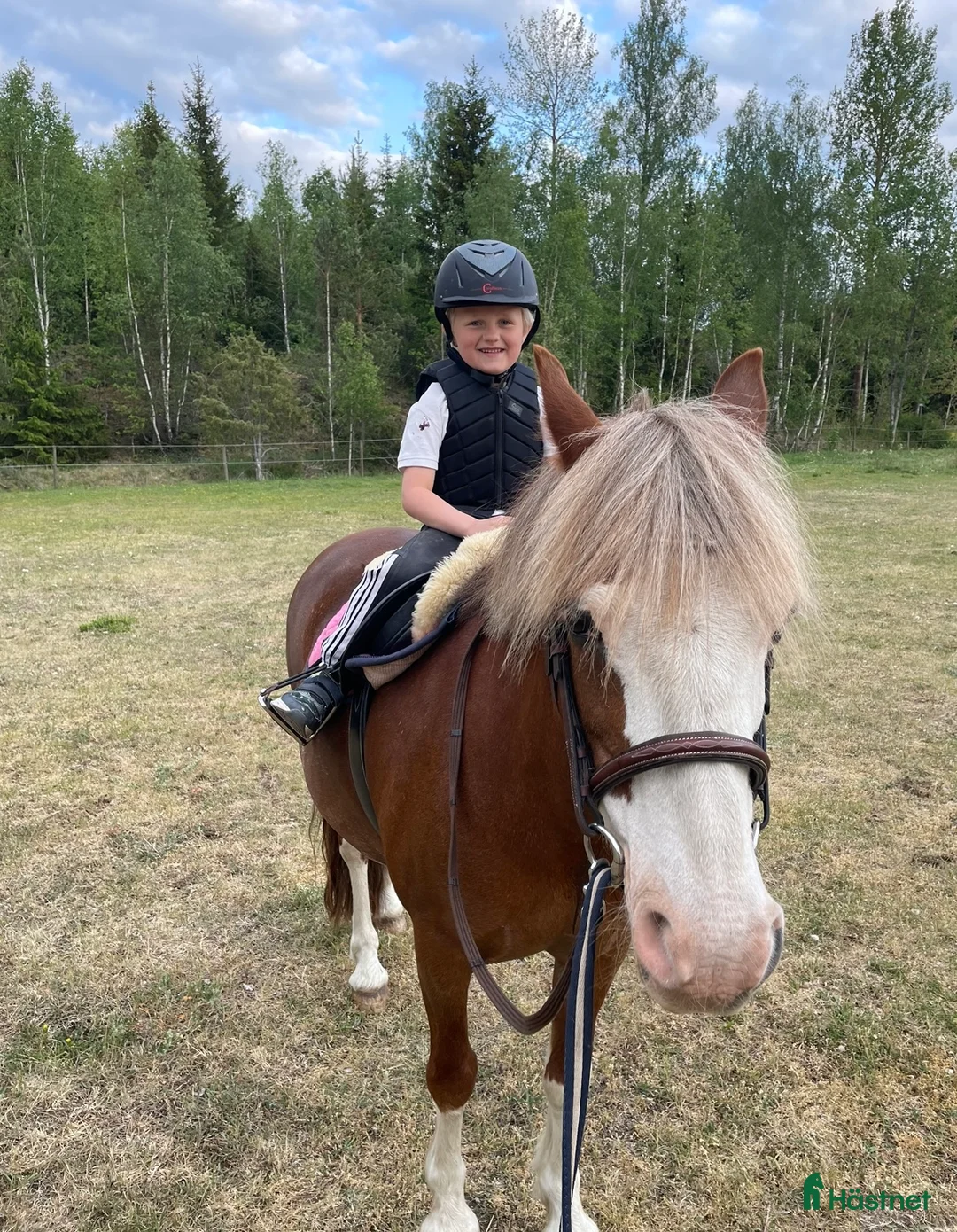 Övrigt hästar till salu: Vacker welsh cob som vill få luffsa i skogen - Annons 2