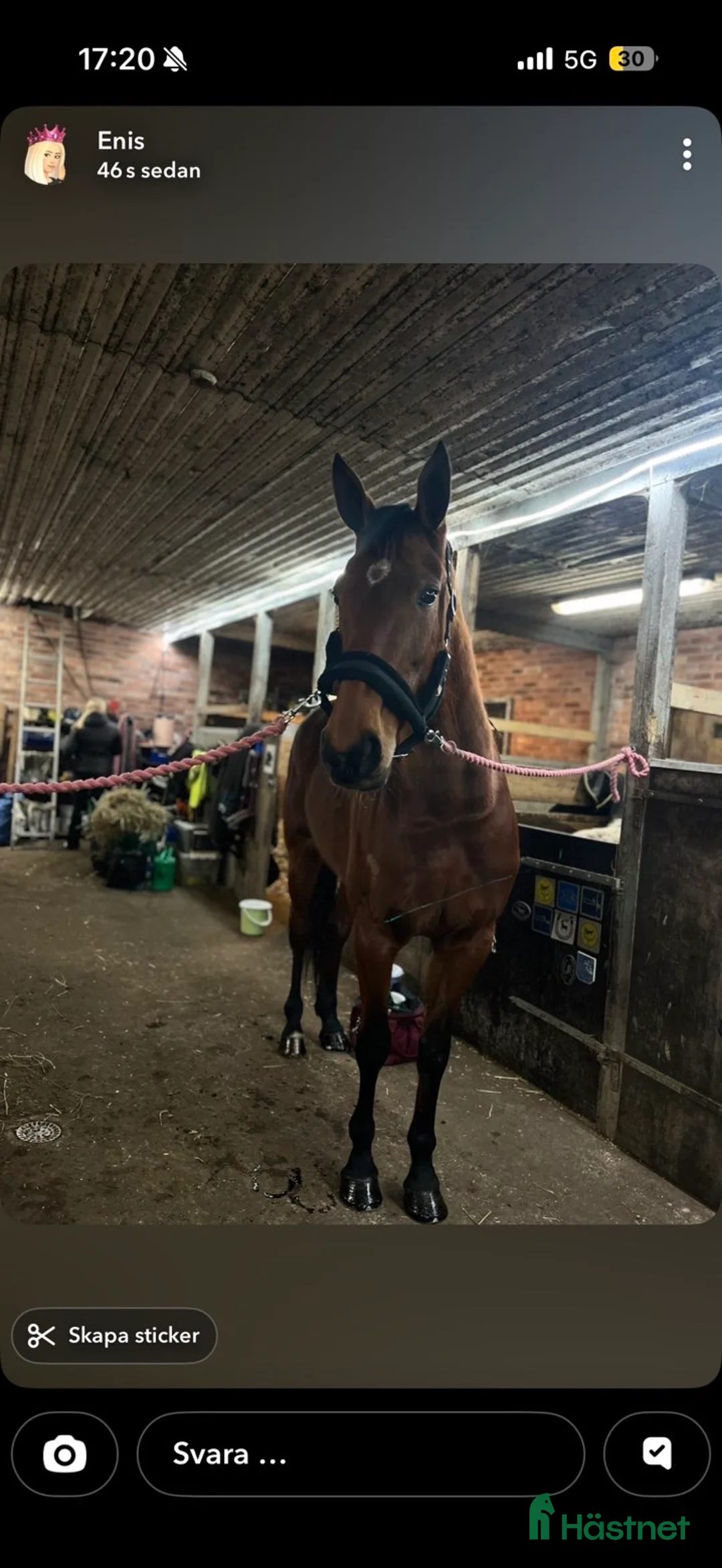 Allround hästar till salu: Framtida ridhäst med positiv inställning  i Fågelmara - Annons 2