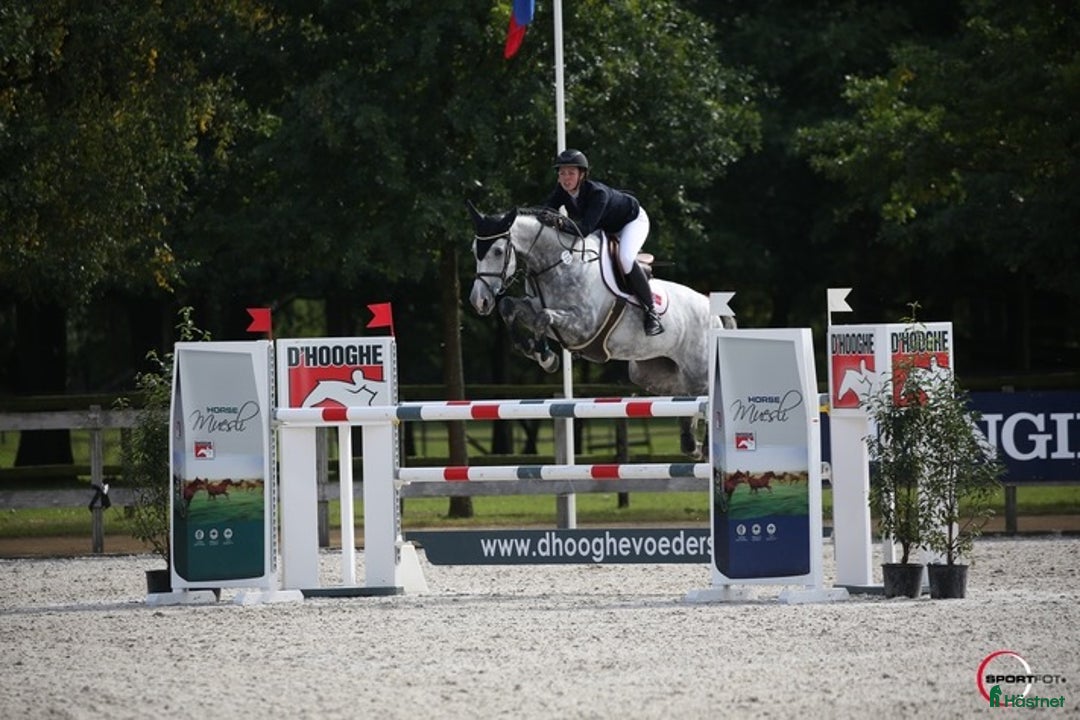 Avelshästar hästar till salu: Flott avlshoppe til salgs i Sola kommun - Annons 1