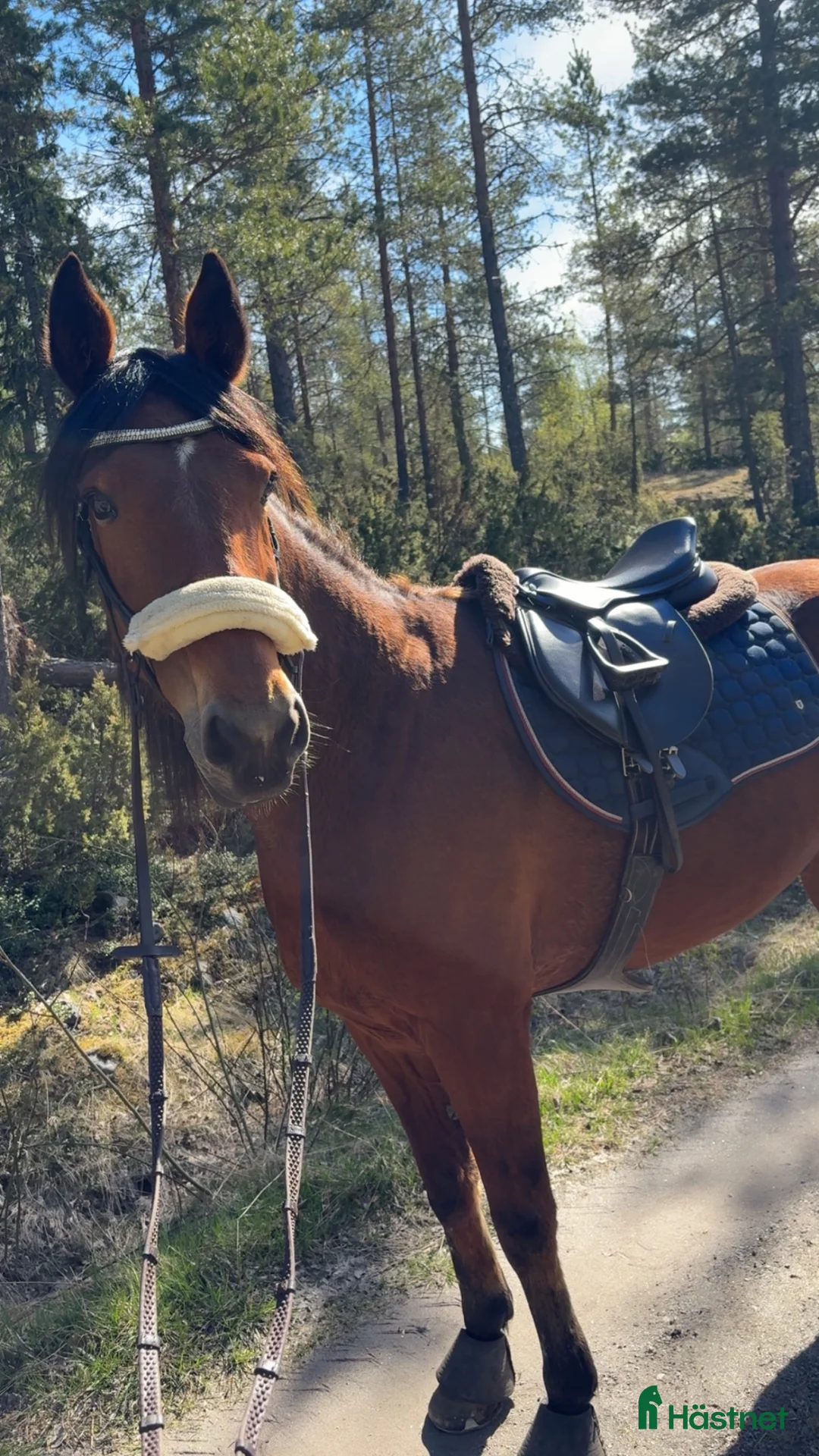  foderhäst finnes: Kärleksfullt hem sökes till skogsmulle! - Annons 1