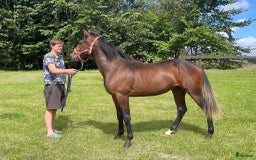 Trav hästar till salu: Snygg 1-årig hingst till trav i Skurup - Bild 6