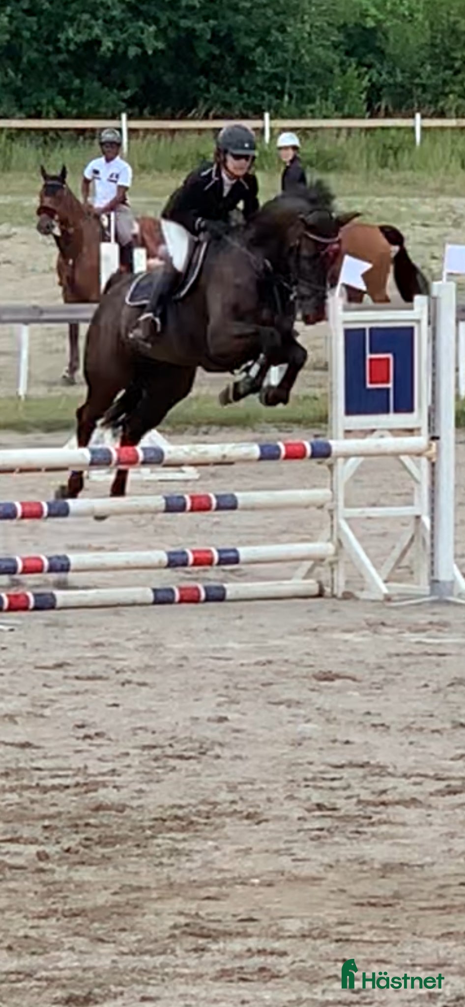  hästar Msv dressyr/115 hoppning - Annons 4