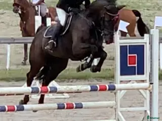 hästar Msv dressyr/115 hoppning - Annons 4