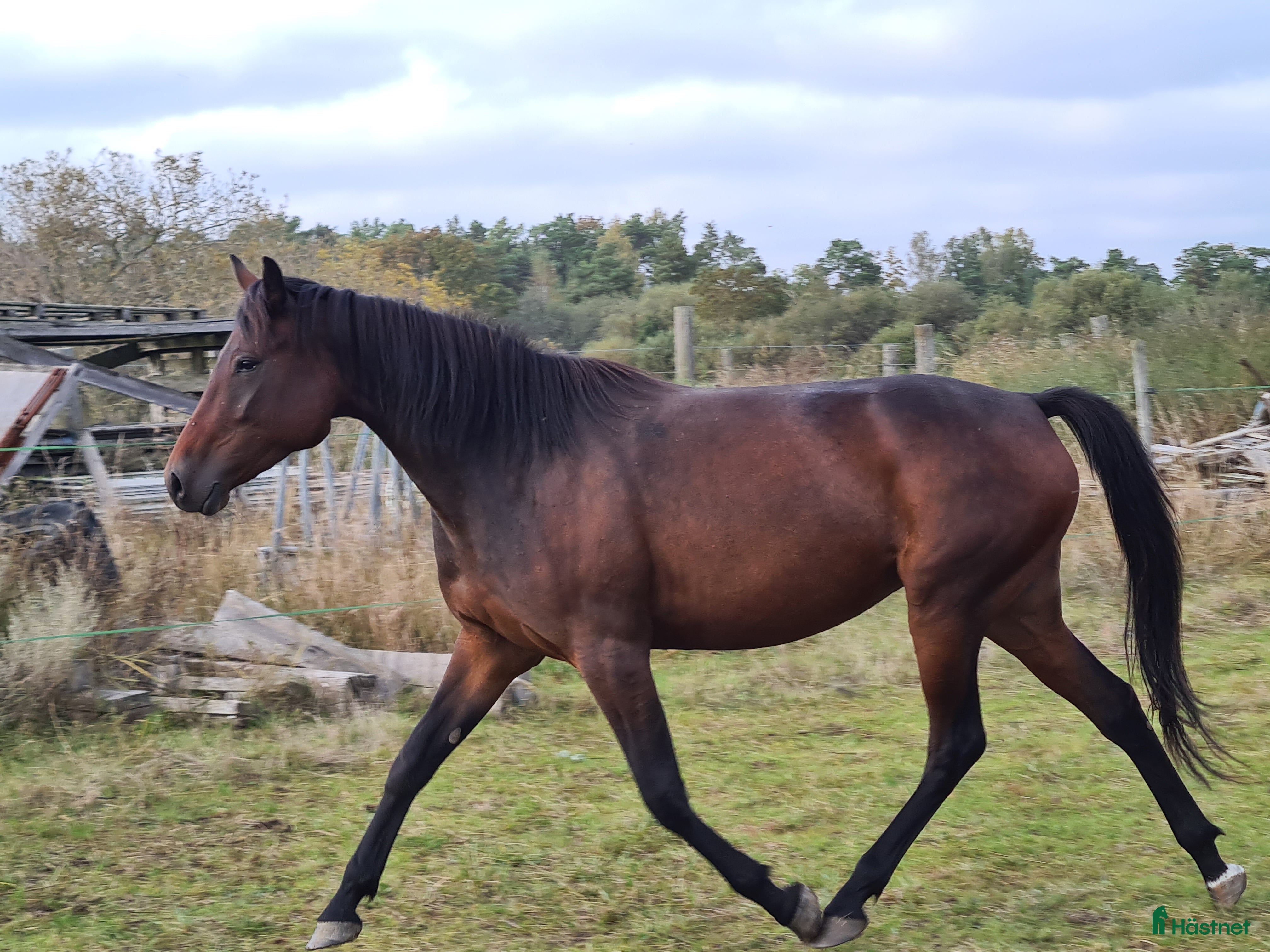 hästar För trav/monte eller avel eller ridhäst i Havdhem - Annons 7
