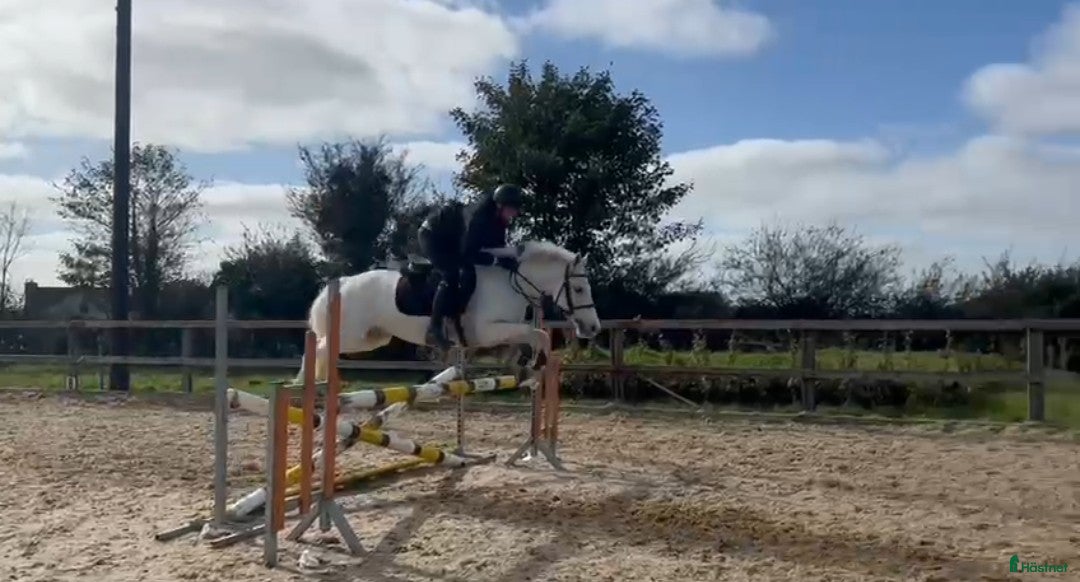 Allround hästar sökes: Charmig c-ponny söker fodervärd! i Malmö - Annons 5