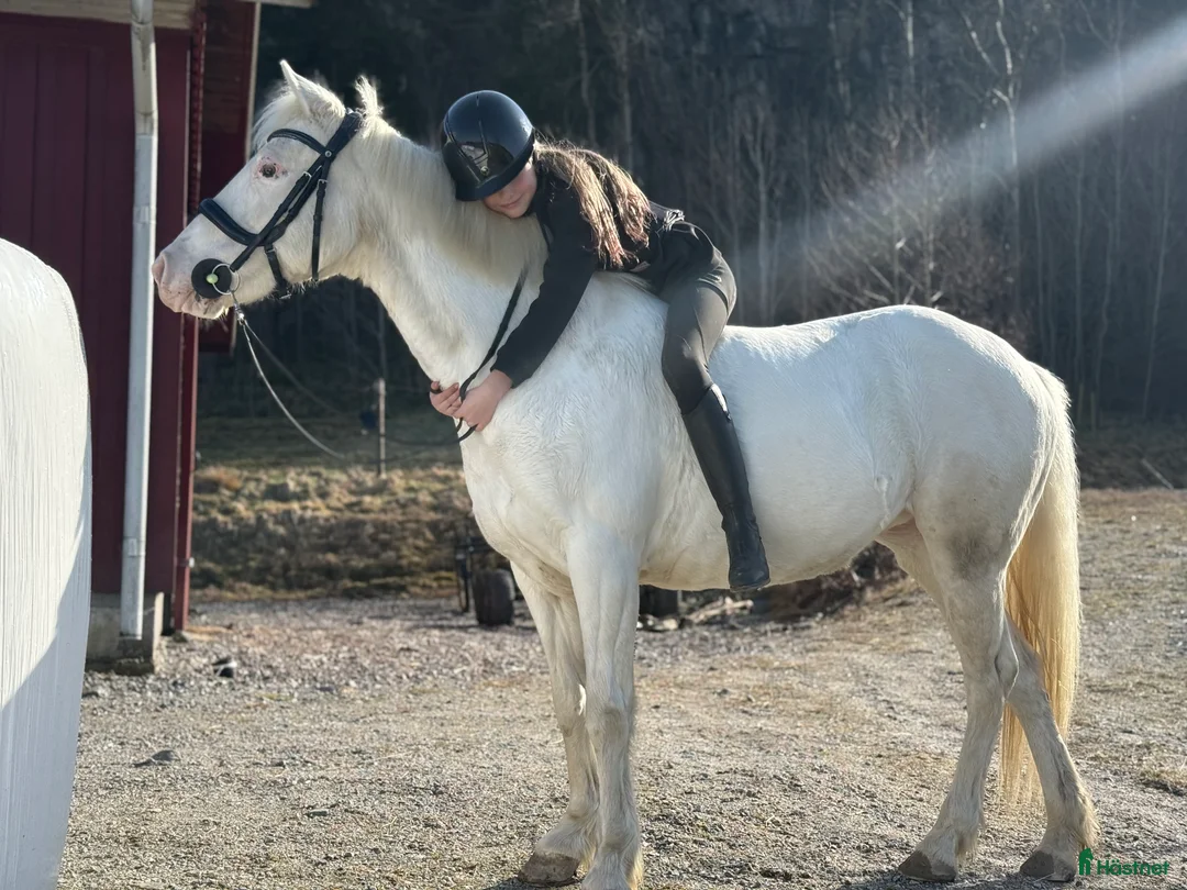 Allround hästar till salu: Trevligt sto - Annons 2