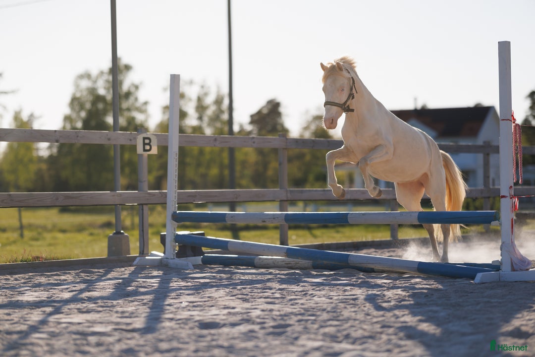 Allround hästar till salu: Framtidsponny med ovanligt färganlag i Åsa - Annons 1