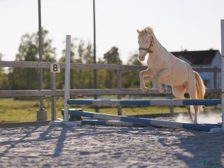 hästar Framtidsponny med ovanligt färganlag i Åsa - Annons 14