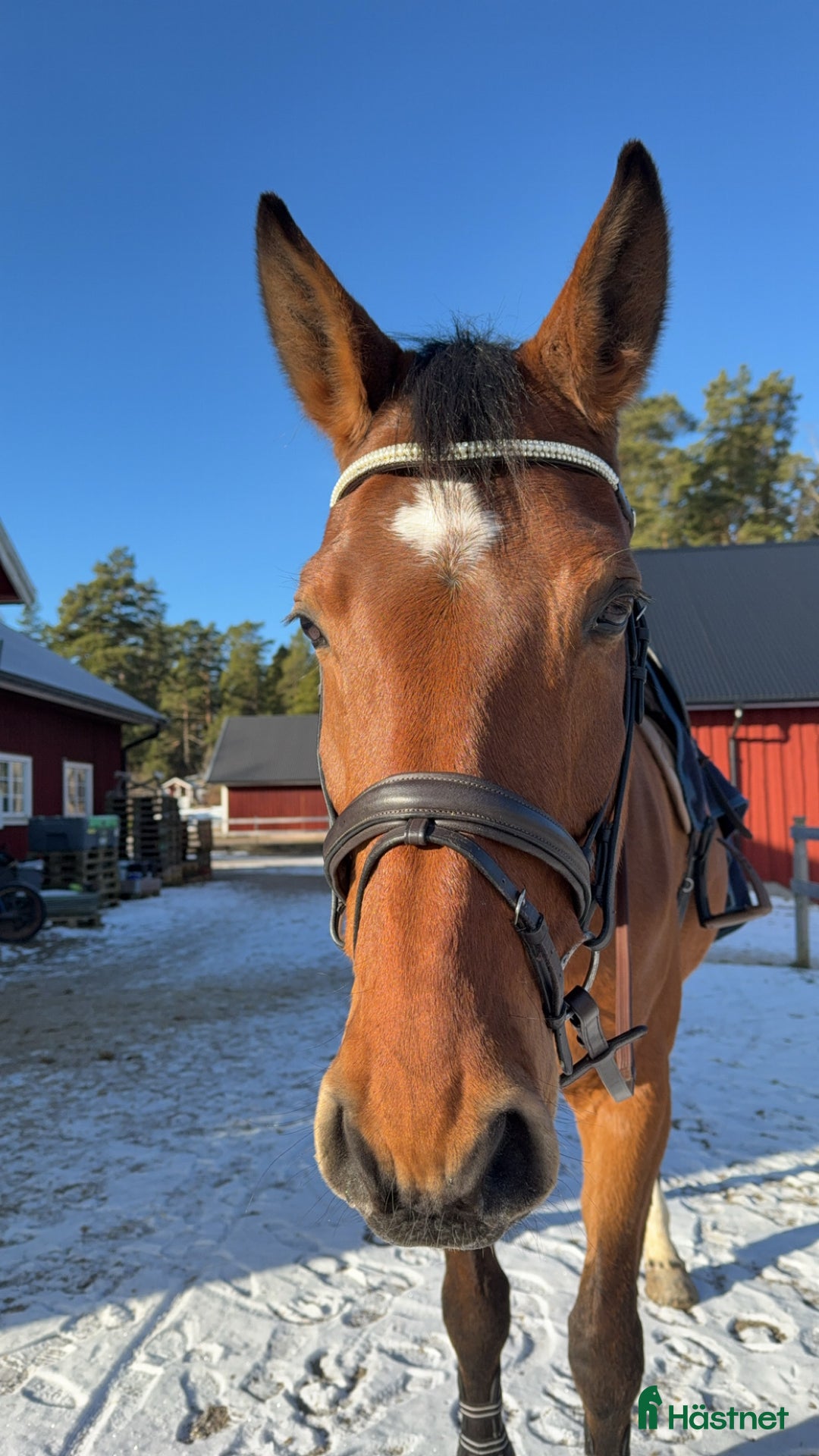 Allround hästar till salu: Världens snällaste läromästare (SWB) i Åmål - Annons 5