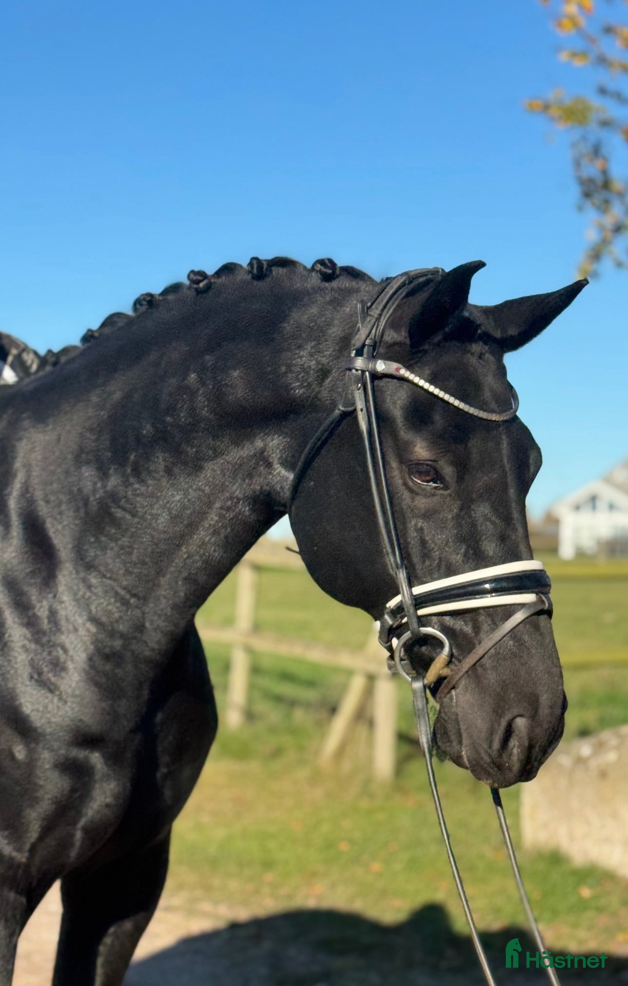  hästar Svårklasshäst  - Annons 2