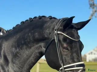 hästar Svårklasshäst - Annons 3