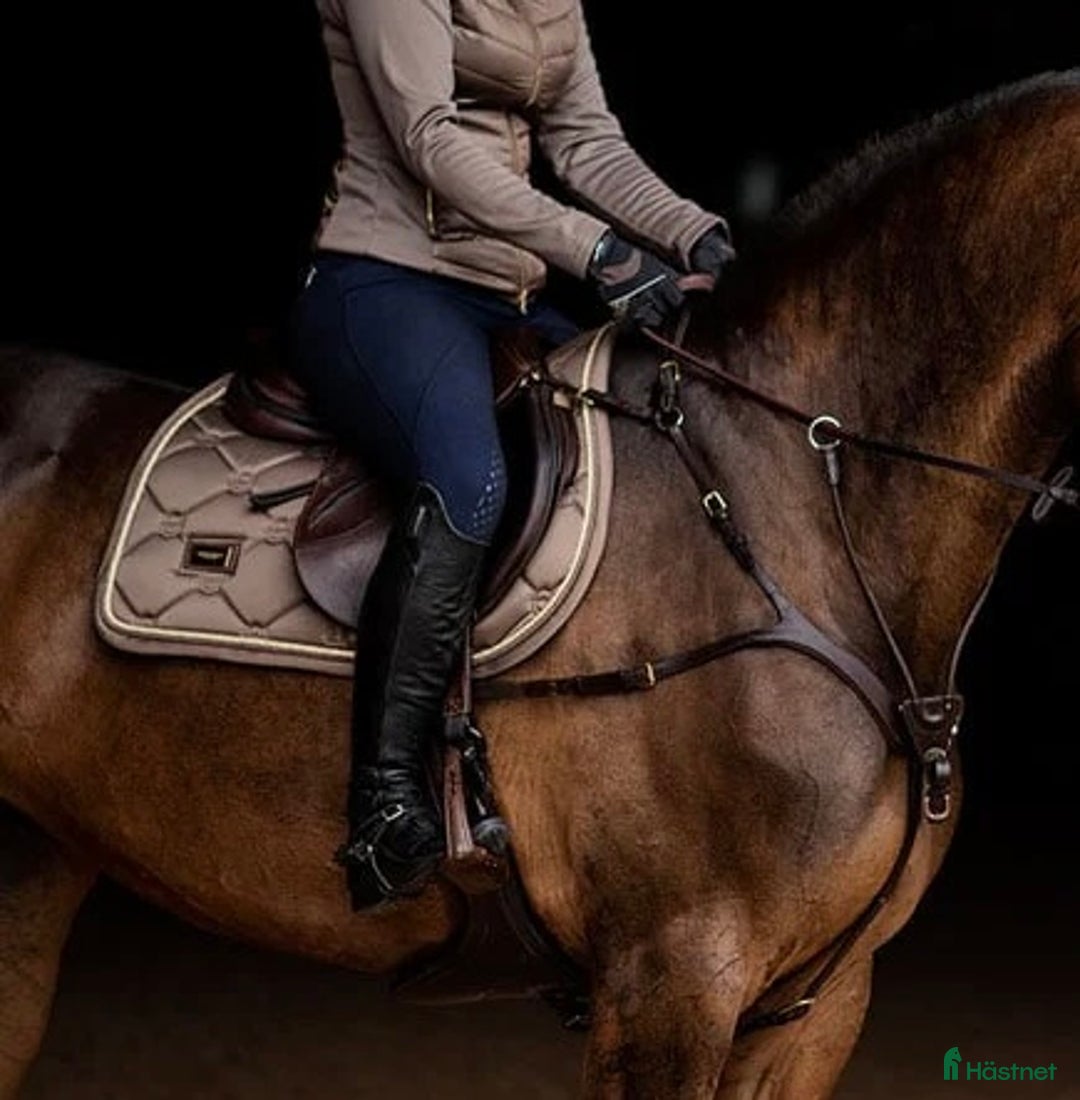 Schabrak & Vojlockar hästutrustning till salu: Champagne ES-schabrak🌟 i Ekerö - Annons 1