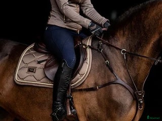 Schabrak & Vojlockar hästutrustning till salu: Champagne ES-schabrak🌟 i Ekerö - Annons 1