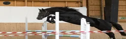 Hoppning hästar till salu: New Forest pony stallion, Horshaka Mighty Don - Annons 6