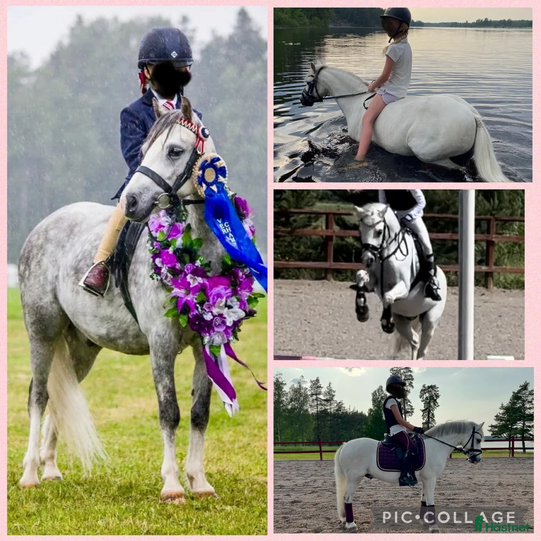 Allround hästar till salu: Vi söker världens bästa barnfamilj - Annons 1