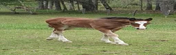 Allround hästar till salu: Underbar Welsh Cob fröken  - Annons 2