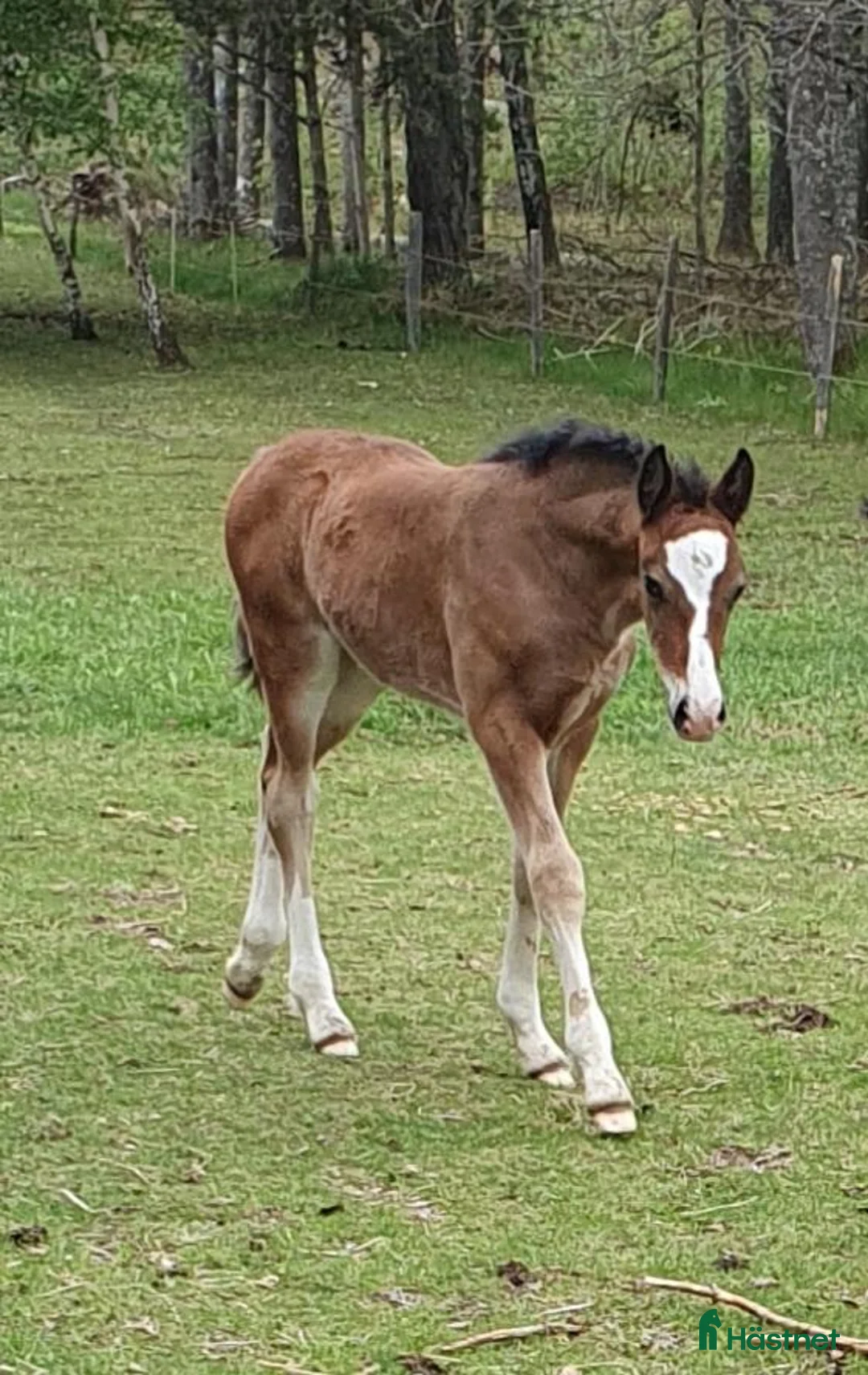 Allround hästar till salu: Underbar Welsh Cob fröken  - Annons 2