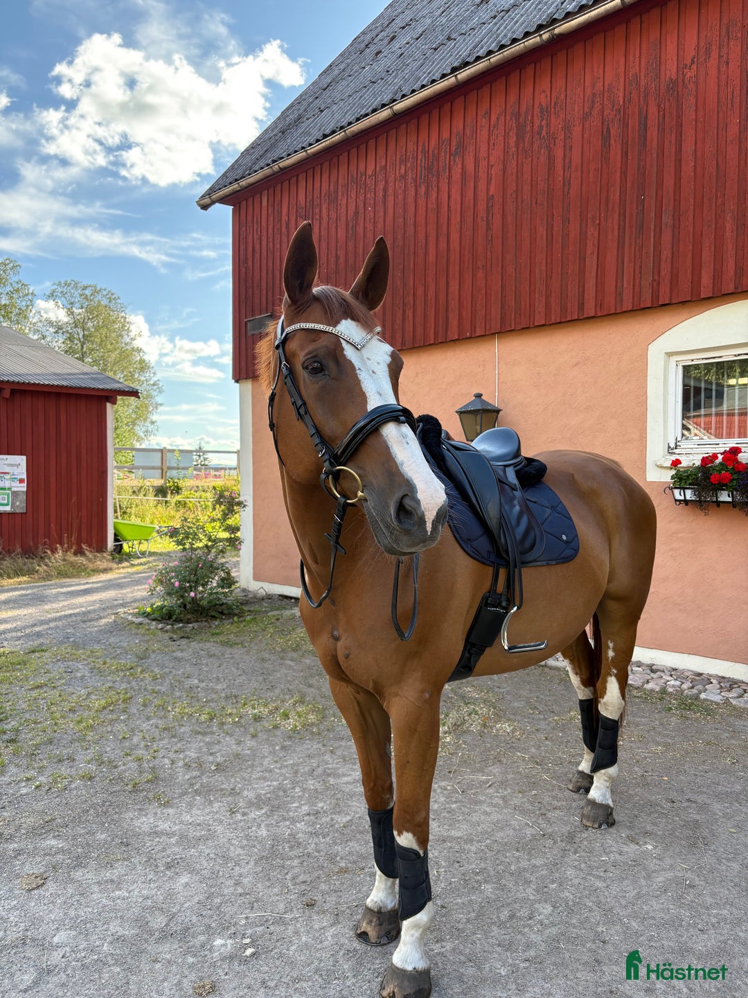 Dressyr hästar till salu: Lyxig hobbyhäst  i Sunne - Annons 1